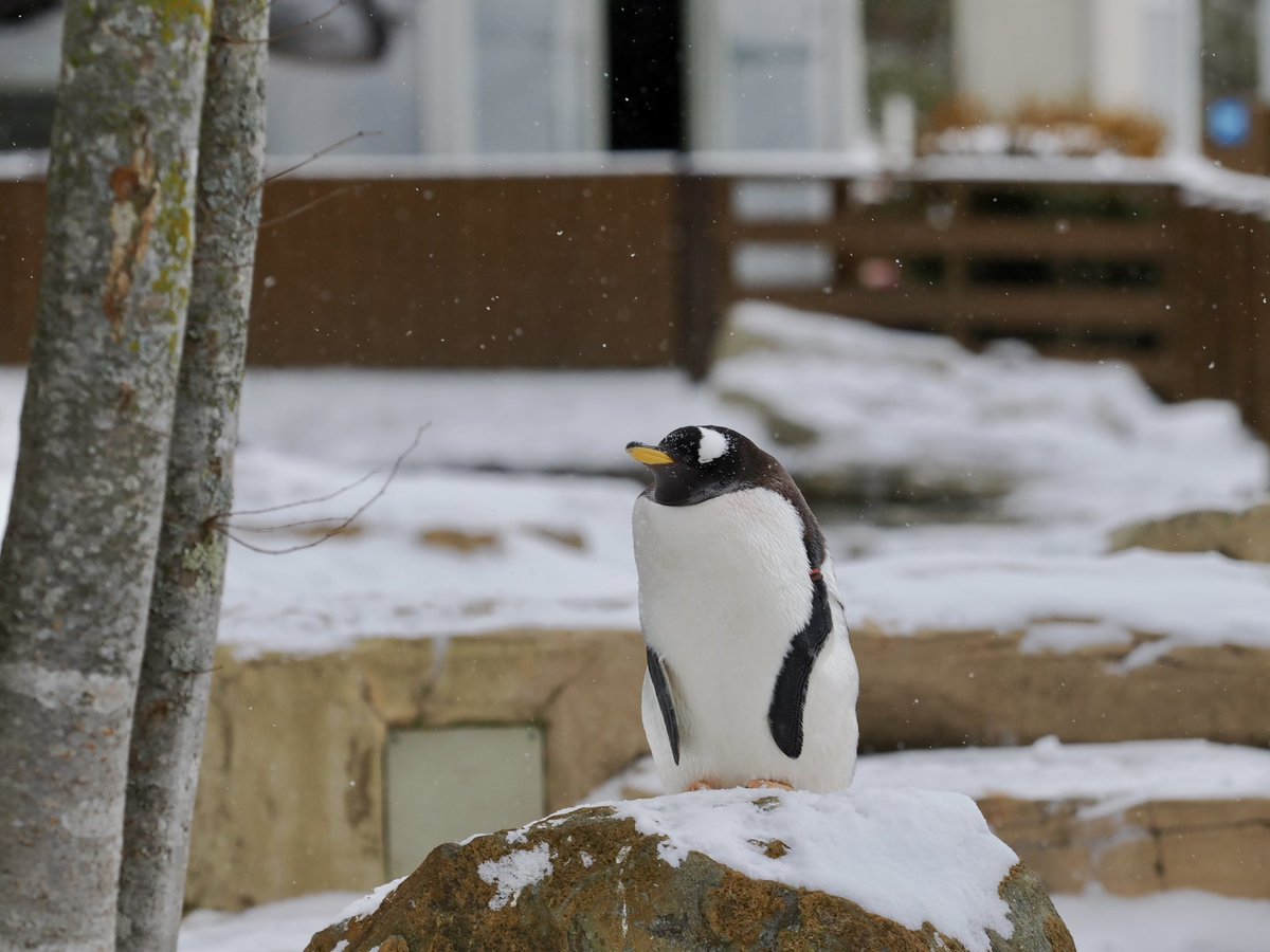 39造 (@mosa_suma_39zo) / Posts / X