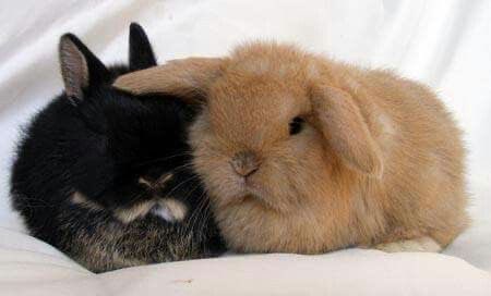 Bunnies (@bunnies) on Twitter photo 