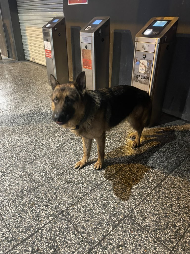 angrierchair's tweet image. kadıköy söğütlüçeşme metrobüs durağında kayıp köpek. 5-6 saattir ordaymış geçen herkesi tek tek kontrol ediyor. diğer köpeklerle kavga etmiş sanırım ufak yaraları ve tasmasında diş izleri var #kayıpköpek #kayıp #köpek