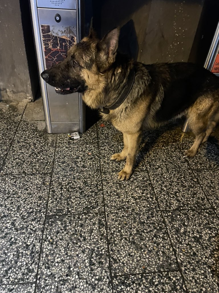 angrierchair's tweet image. kadıköy söğütlüçeşme metrobüs durağında kayıp köpek. 5-6 saattir ordaymış geçen herkesi tek tek kontrol ediyor. diğer köpeklerle kavga etmiş sanırım ufak yaraları ve tasmasında diş izleri var #kayıpköpek #kayıp #köpek