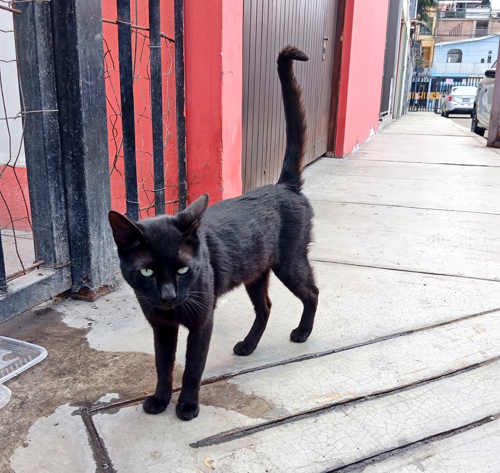 ¡Ya, pues, miren este bellezón!
Perfecto para adopción, pero aún deben recogerlo y recuperar ese pelaje, esos ojos, esa pancita. Para ello, necesitan fondos, así que, si quieres ayudar al negrito a salir de la calle, envía Plin o Yape al 994 887 076 (Claudio) ¡Y pasa la voz!
