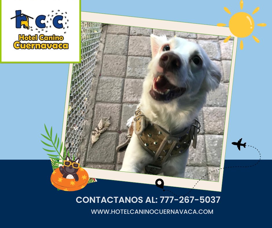 HCaninoCuerna's tweet photo. Le damos la bienvenida a Popy a la familia H.C.C. #amorcanino #PerrosFelices #H.C.C. https://t.co/slzIUqLt3Q