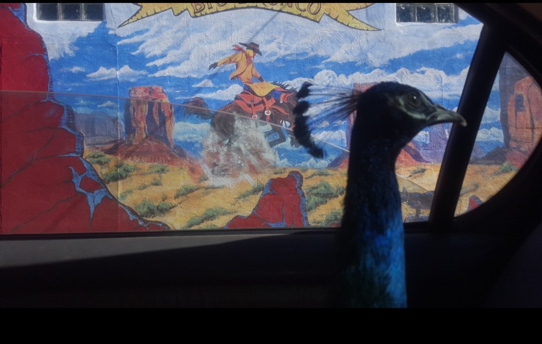 Rad traveling in Cave Creek, AZ, circa 2016

#radthepeacock 
#cavecreek 
#wheresrad