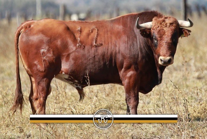 🐂 🔝 NUESTROS NOVILLOS PARA LEÓN

 “La Luz” de León 

Este Domingo 1 de febrero 

@axel_lopez3218 
@cesar_ruiz1917 
@agabriel_gr 

 #feriadeleón 
#pueblataurino