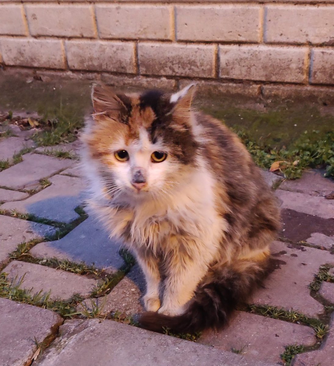 AnnoyedAndMoody's tweet image. Kirli bununu ve patilerini temizle, tüylerini tara, al sana piyasanın en havalı kedisi. İstanbul ses ver, bu fırsat bi daha gelmez. 🥹