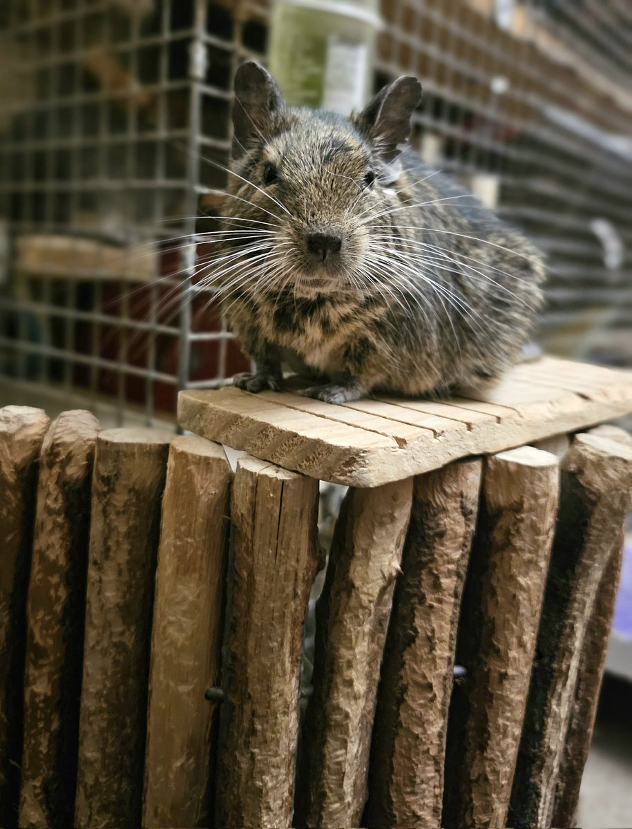 Old Holly 💛
#degu