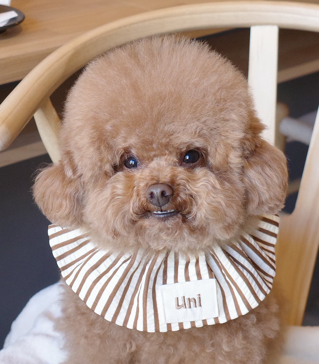 uni_toypoodle's tweet photo. いるぅー！！！！！！！！嬉！！！！！ https://t.co/SkAK78Bch5