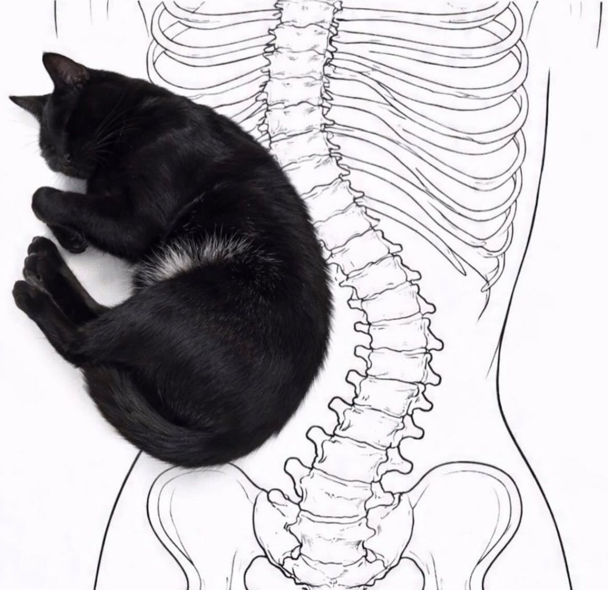 gatinarios's tweet image. eu: doutor o que será que tá causando minha dor nas costas?

eu dormindo: