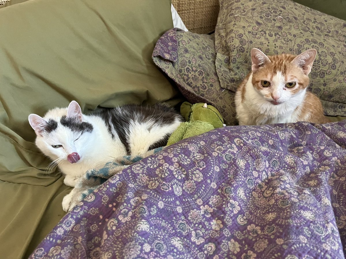 norberg & co tweet media