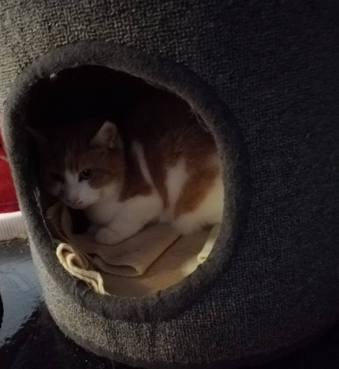Meet Florence! 🐾
14-year-old sweet lady, a little shy but loves a gentle fuss. Looking for a quiet forever home.
More info: heswilmslow.co.uk/florence
📞 01625 520 802
#AdoptDontShop #Wilmslow