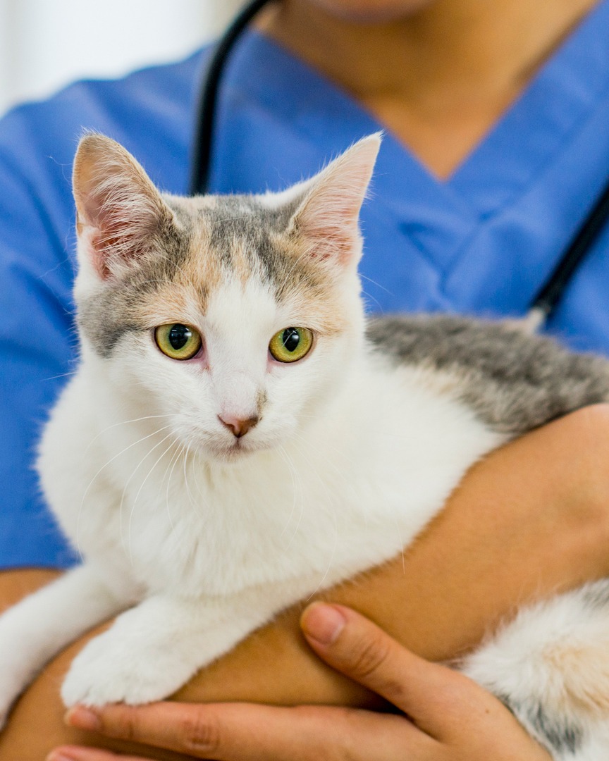 HSGNiagara's tweet photo. Kitten season is coming, book spay/neuter now to prevent unintended litters. ๐๐พ
https://t.co/brhwHs79S9
#SpayAndNeuter #HSGN #PetHealth #NiagaraPets #ResponsiblePetOwnership https://t.co/Of7gAd25XH