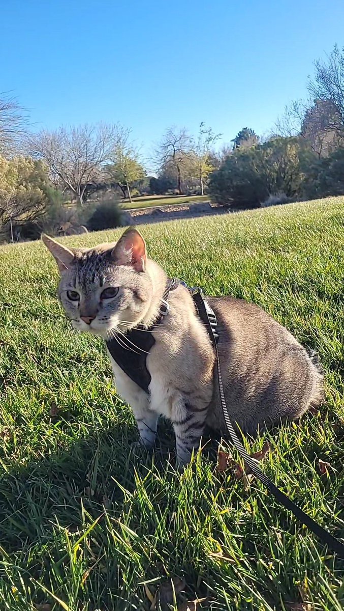 International Cat House, LLC tweet media