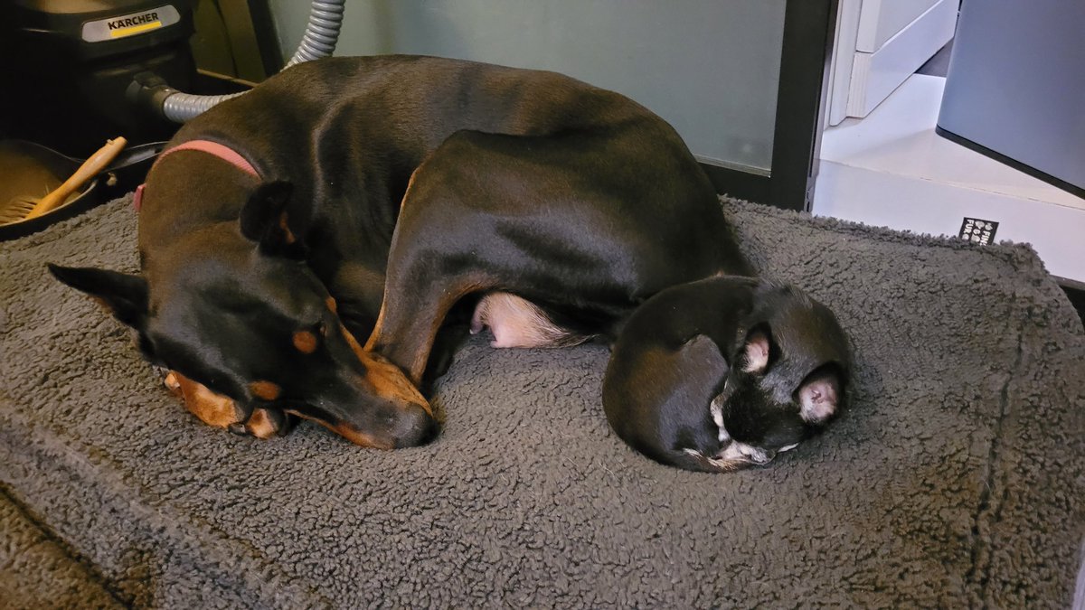 Het meiske (Maisy) begint zich thuis te voelen. 
Samen met Mandy voor de kachel.