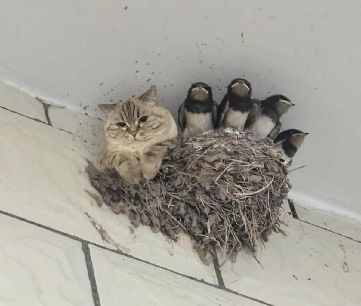 Yo, encajando en cualquier área del trabajo donde me pongan: