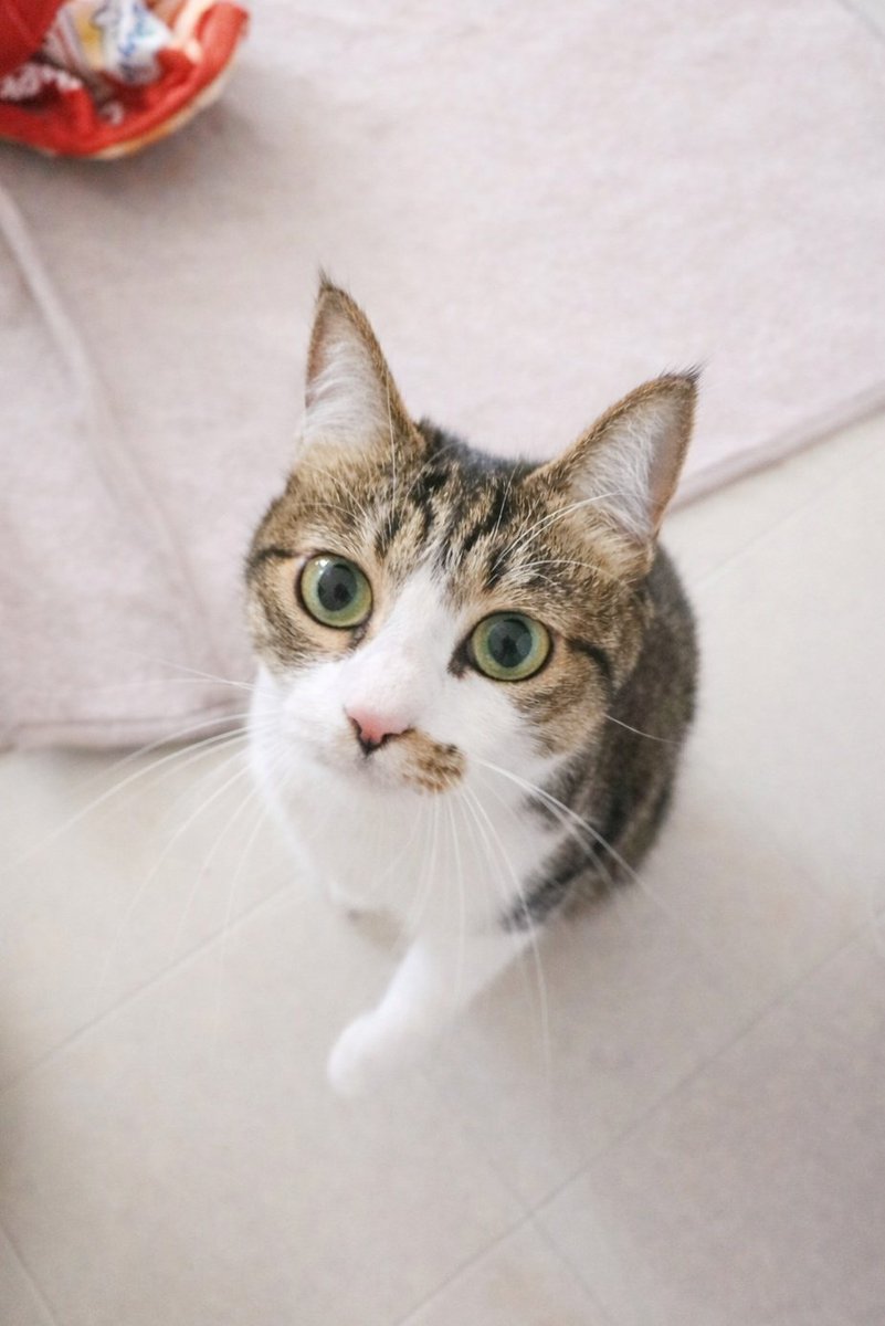 まりもちゃん！と🧌 (@marimo2021915) / Posts / X