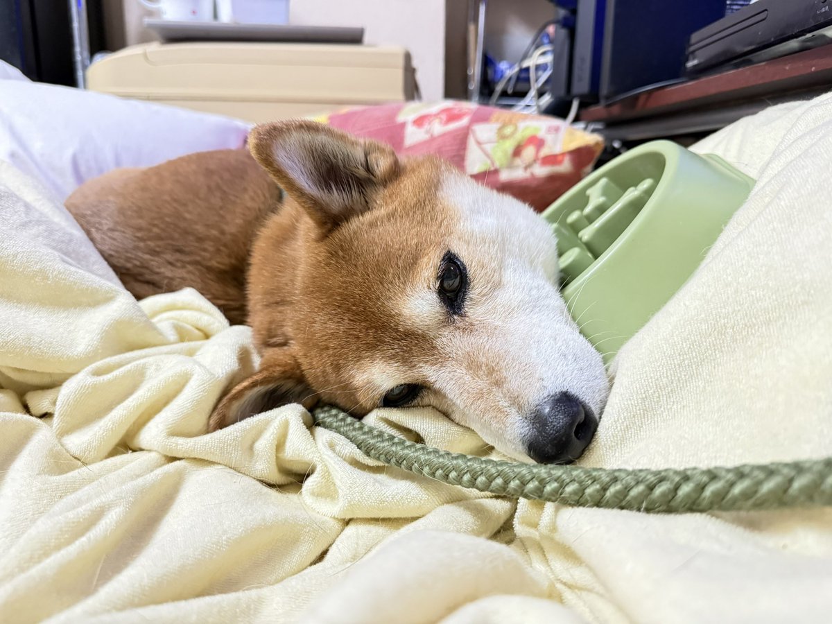 Chicken2Search's tweet image. いってきます
#柴犬