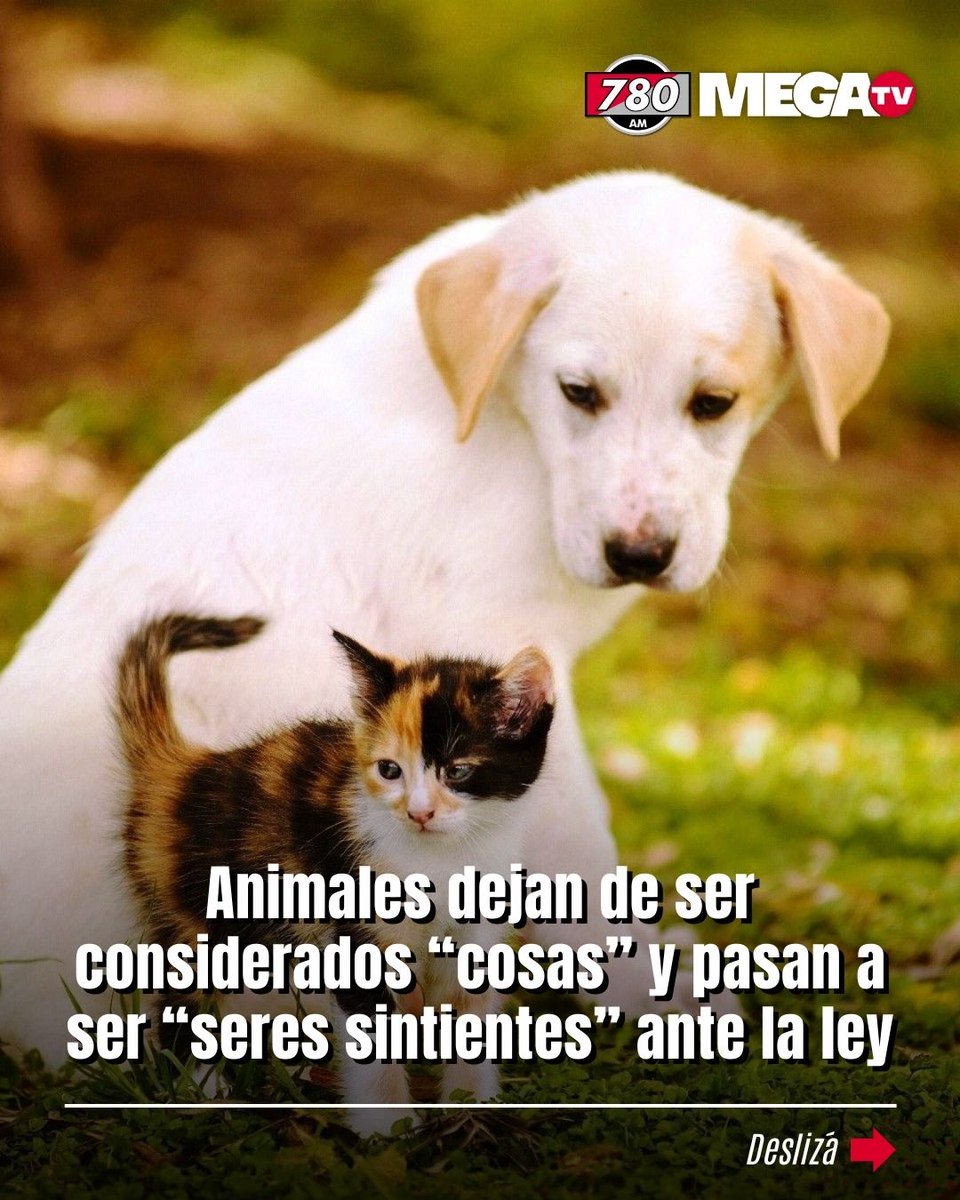 780AM's tweet photo. Paraguay reconoce a los animales como seres sintientes🇵🇾

📜Con la Ley 7513/25, los animales dejan de ser “cosas” y pasan a ser sujetos de derecho.

🐕‍🦺 Esta ley reconoce que los animales no son objetos de propiedad, sino individuos con un sistema nervioso complejo capaz de procesar no solo el dolor físico, sino el sufrimiento emocional, el miedo y el estrés. 

⚖️ Impacto legal
El daño ya no es material: las penas por crueldad o abandono pueden llegar hasta 6 años de prisión.

#780AM @Megatv_py