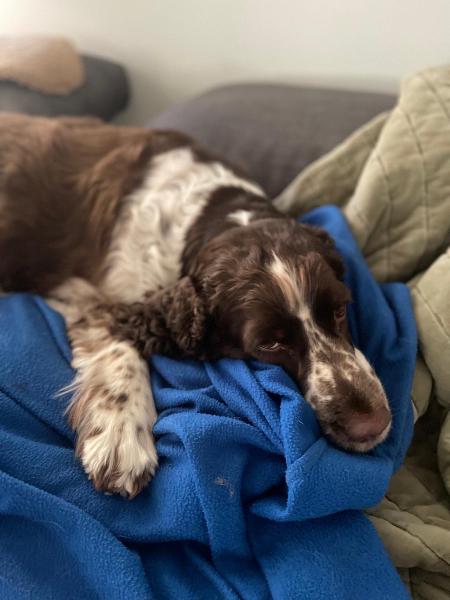 Darian Vorlick tweet media