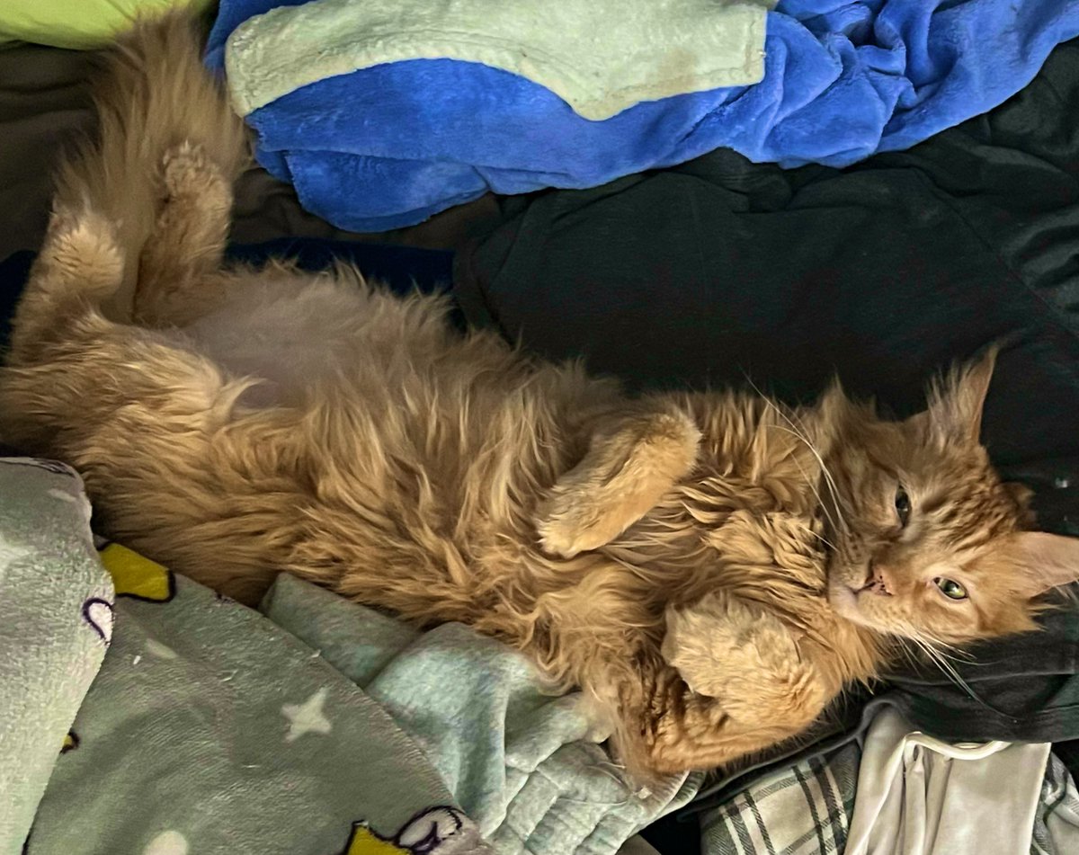 An adorable precious kitty a day, keeps the depresso away 💯 

LOOK AT MY SON 😩🩵

I cant handle when this shit disturber looks this cute. Specially after he finishes some disturbing 🌝