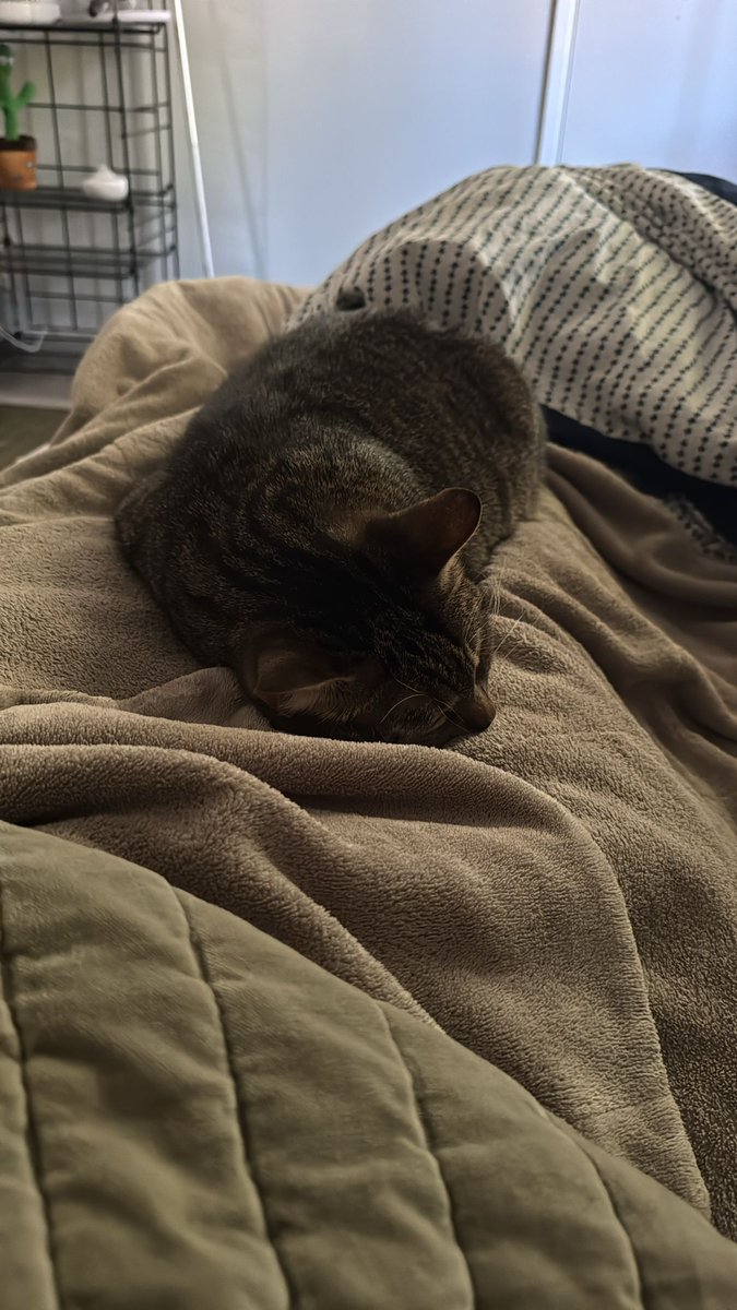 Darian Vorlick tweet media