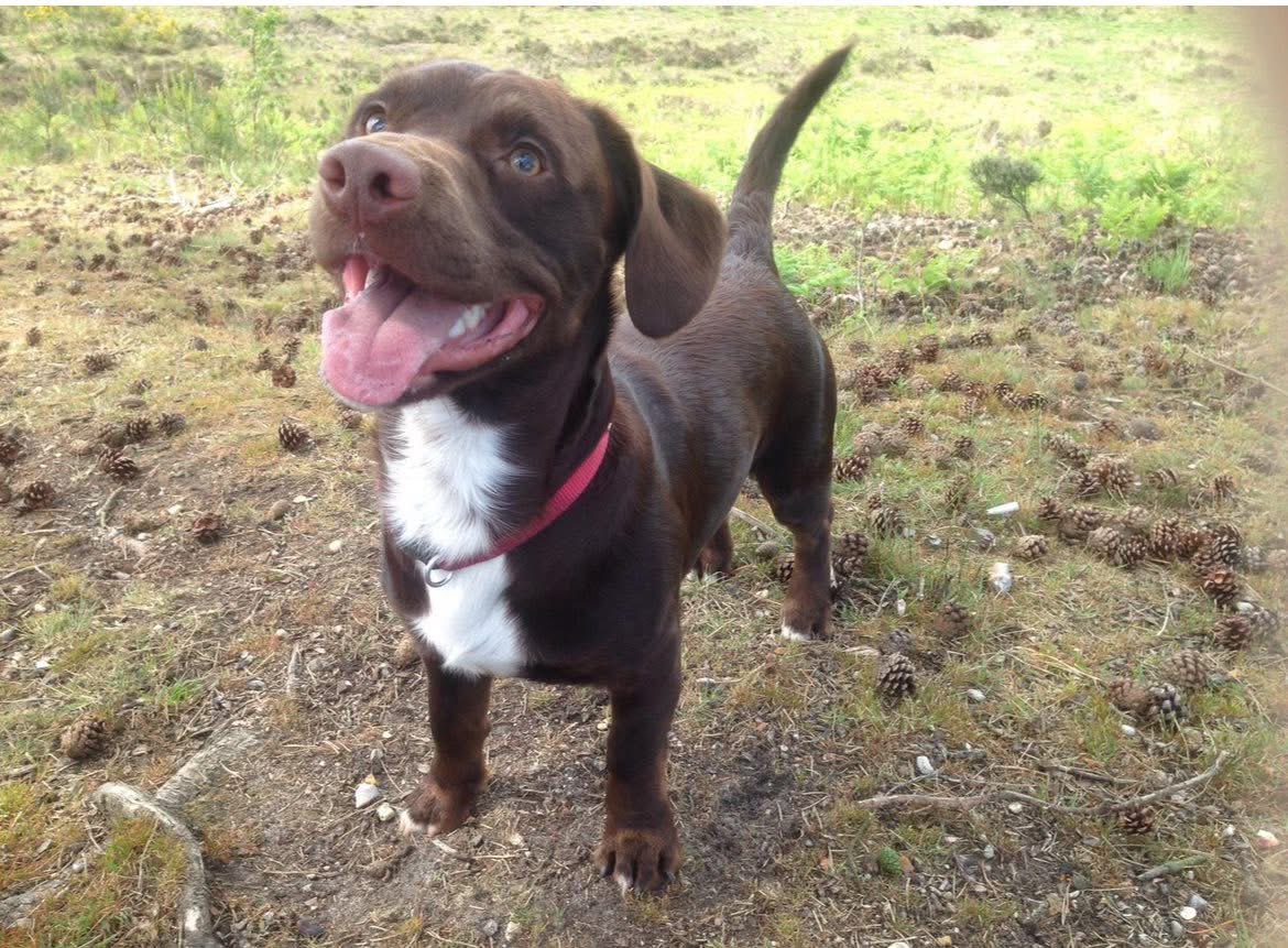 VetsGetScanning's tweet image. Hi I’m still looking for my dog he was stolen in 2020, Monday, 2nd March, during Covid lockdown. 

Believed to be in #Brighton, sold without permission 💔

He was taken from Hartley Wintney by a lady paid to look after him. He has been rehomed or sold without consent. The new…