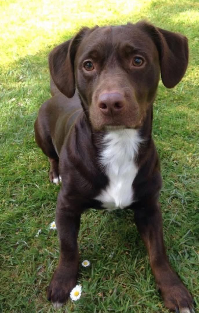 VetsGetScanning's tweet image. Hi I’m still looking for my dog he was stolen in 2020, Monday, 2nd March, during Covid lockdown. 

Believed to be in #Brighton, sold without permission 💔

He was taken from Hartley Wintney by a lady paid to look after him. He has been rehomed or sold without consent. The new…