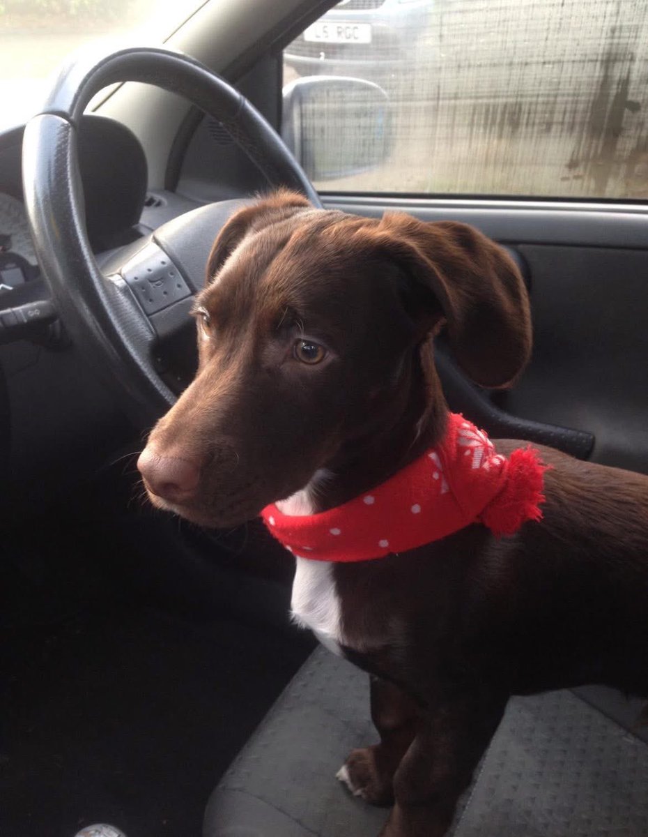 VetsGetScanning's tweet image. Hi I’m still looking for my dog he was stolen in 2020, Monday, 2nd March, during Covid lockdown. 

Believed to be in #Brighton, sold without permission 💔

He was taken from Hartley Wintney by a lady paid to look after him. He has been rehomed or sold without consent. The new…