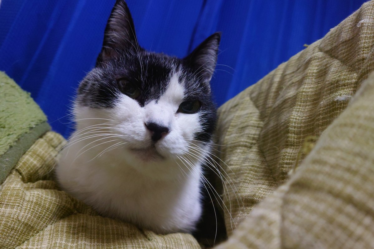 （10月VIP 15%off中） ミックルです❣️0912 Z/X -Zillions of enemy X- ブロッコリー トレーディングカードゲーム