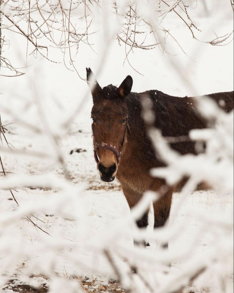 Look who we got here. 🐴❄️

#visitfallon #fallonnevada #travelnevada