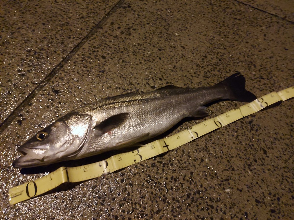 ロヒサマ (@lure46) / Posts / X