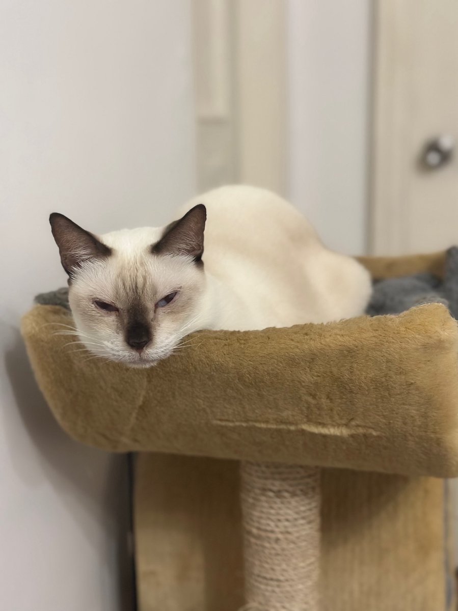 justcastellon's tweet image. Up way too early, hungry, air-fried nuggets, and being judged by my cat. 

Time to open my manuscript. Fair warning, this moment may be immortalized in fiction. #authorslife