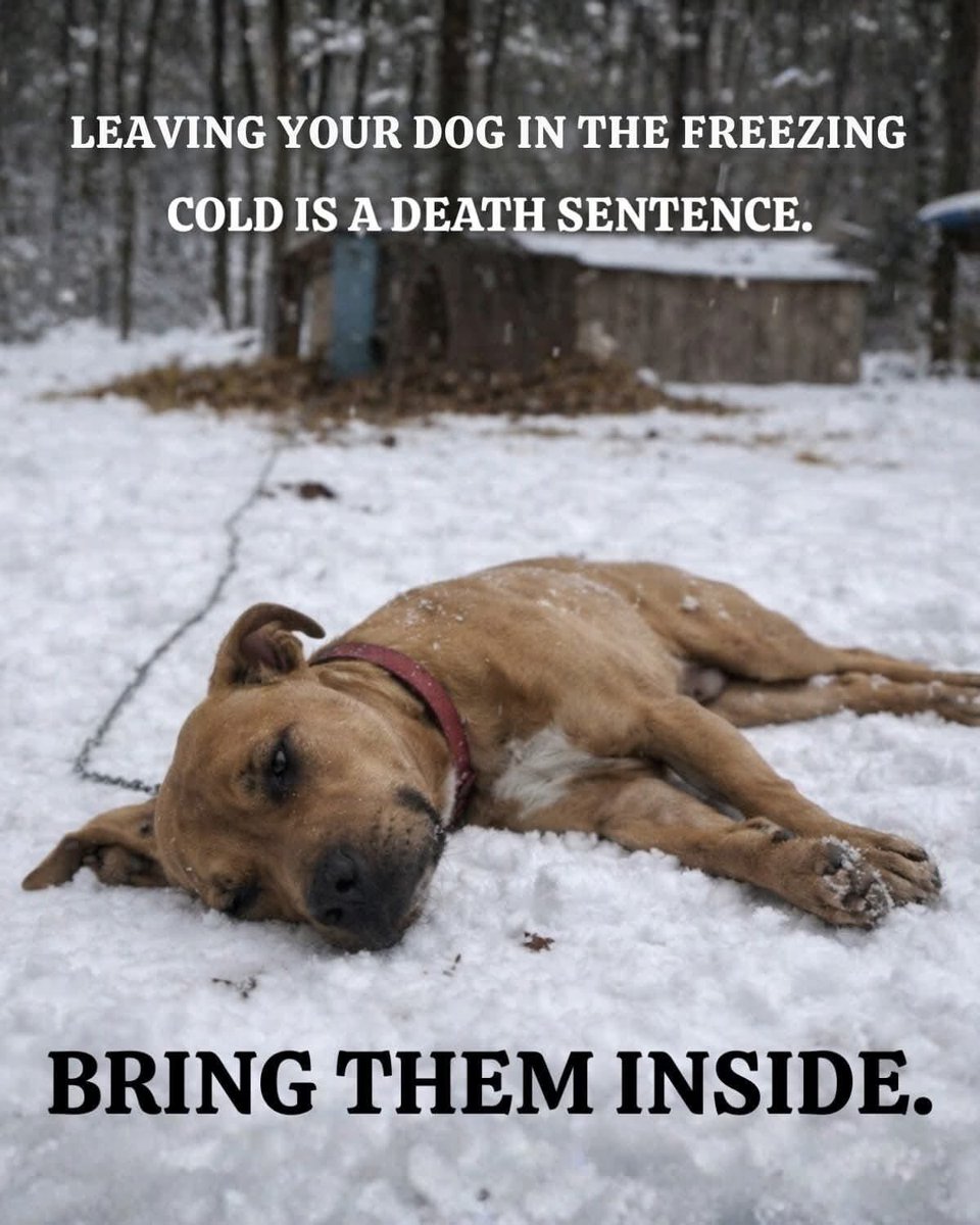 domdyer70's tweet image. Please don't leave your dog/s outside in this brutal and bone chilling weather , they are suffering and could die 🙏🙏🙏😥❄🐶🌬