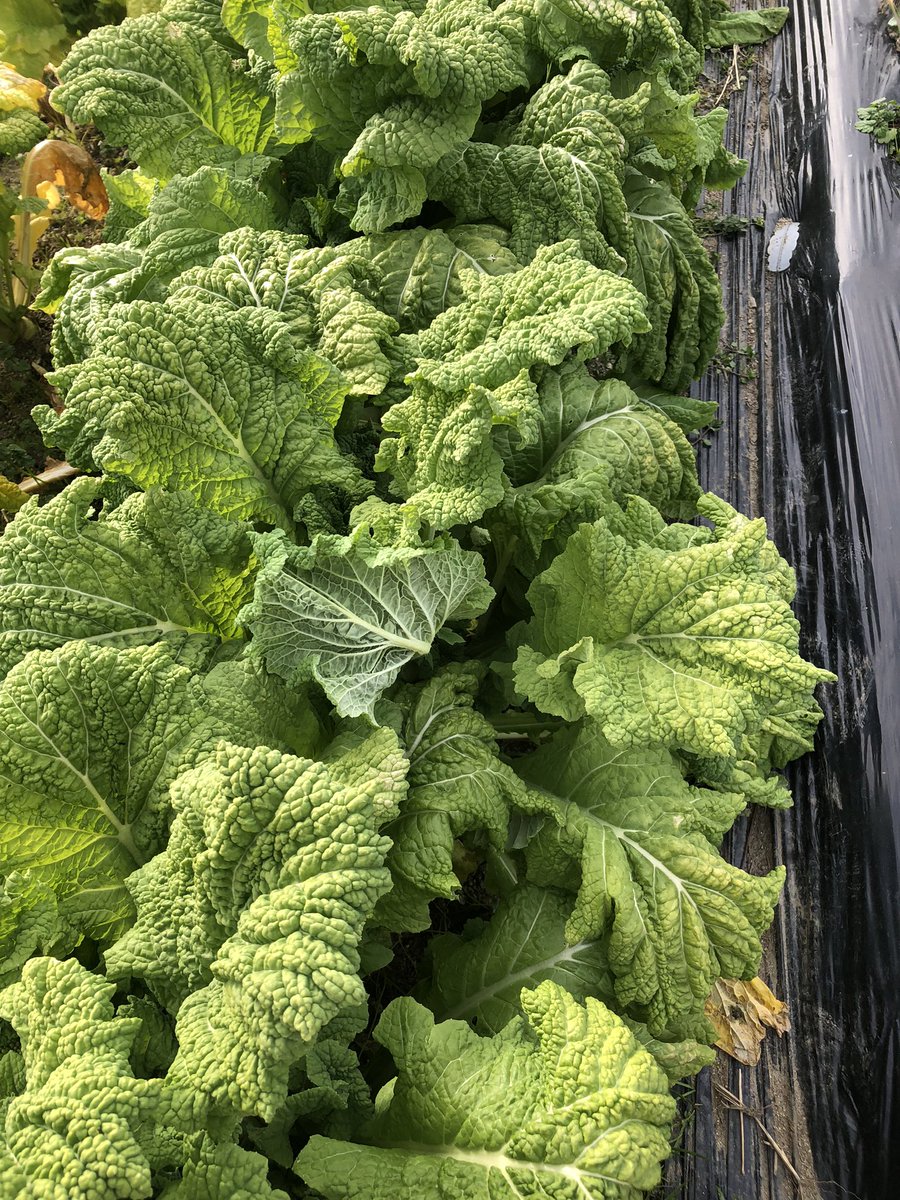 おすすめのフォロワーさんです✨ フォロー推奨です!! 𐅁𐀸𐋠𛰙᭜᭜