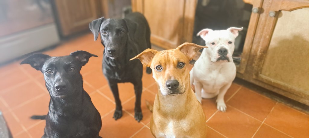 JorgeJaime_1's tweet image. Apoyanos para alimento productos de limpieza bolsas para basura platitos para el alimento etc todo apoyo es importante 🙏🙏