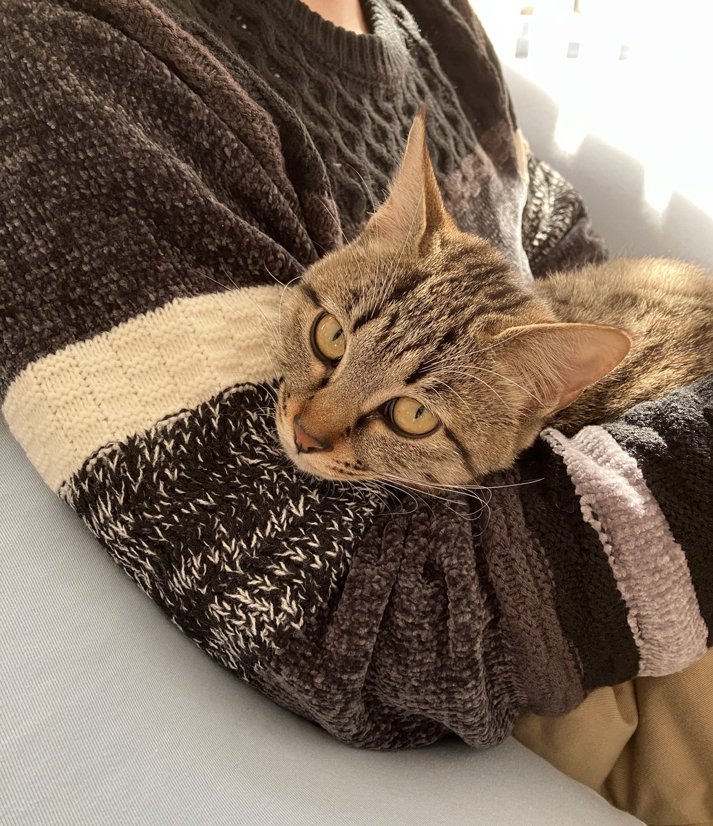 人間の腕に顔を乗せるねこ