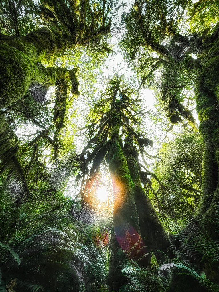 The moss growing up these oak trees looked like a silky green velvet. I took this one with the phone.