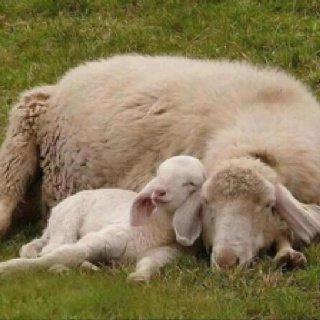 sheepdaily_twt's tweet image. 🌛💤