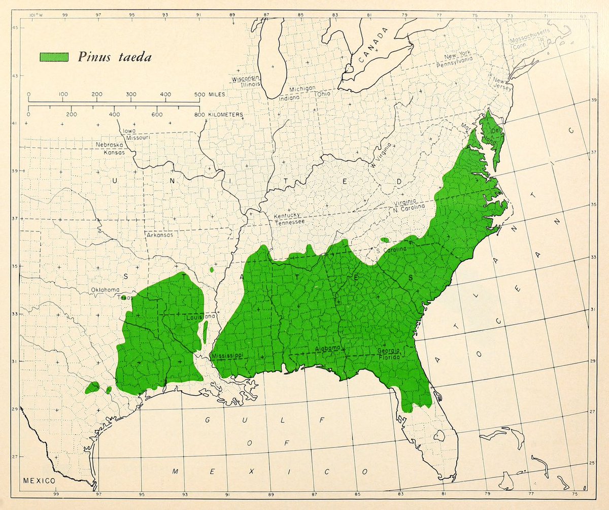 Buffalo Dan tweet media