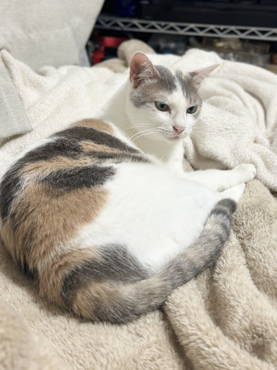 今日も三毛三毛しいね☺️