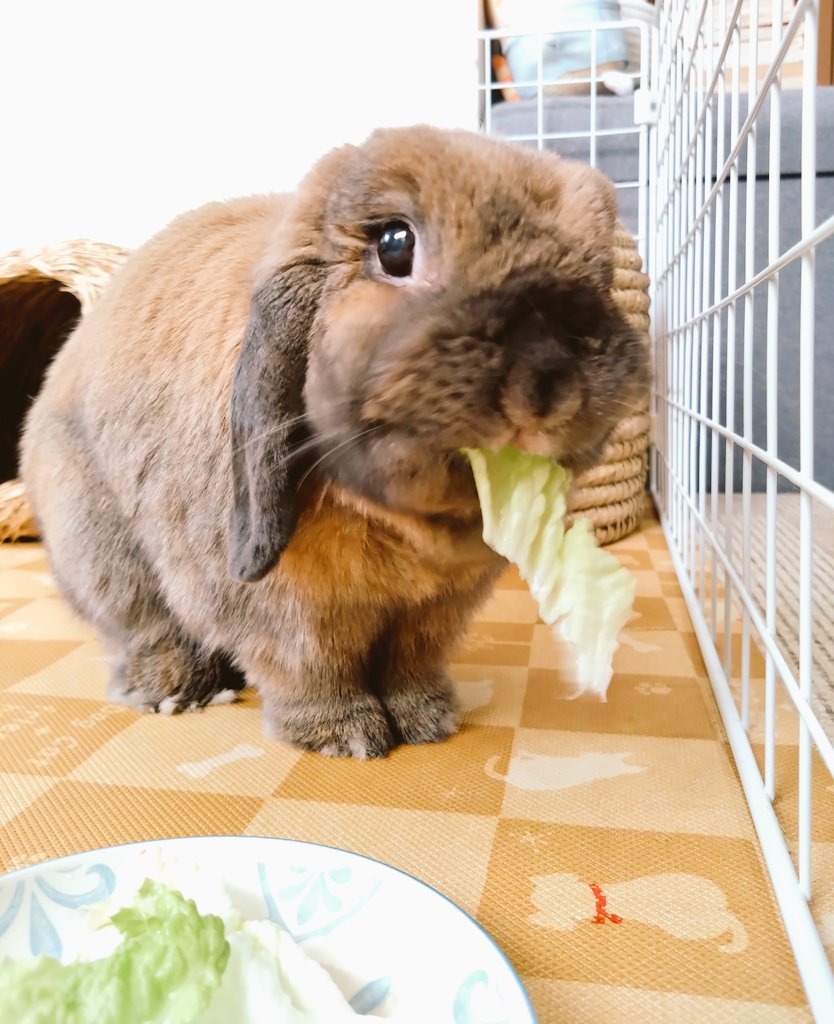 今日はサニーレタス🥬