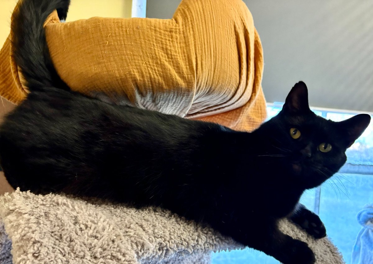 RappCatsAdopt's tweet image. Happy Tuesday!
Now that most roads are cleared, we are digging ourselves out of our houses, and our kitties will be making their ways back to our shelter!
We are so grateful that everyone was warm and safe during this time!
So we will be saying #welcomeback to everyone soon!