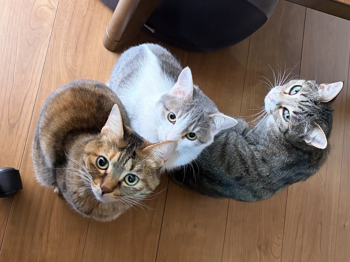 ネコ🐈🐈‍⬛🐱