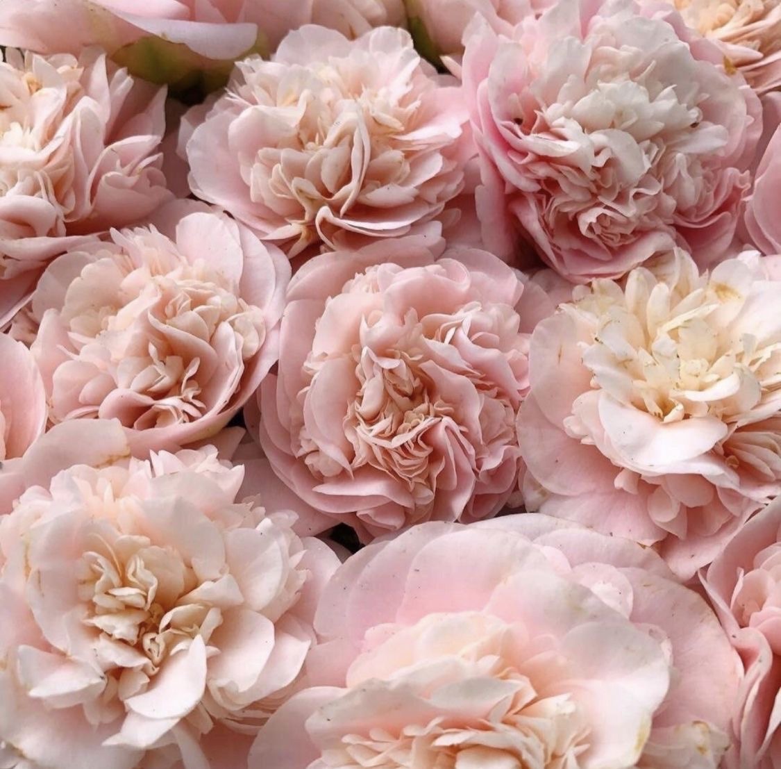 nieblanquina's tweet image. ⠀⠀⠀⠀　⠀　⠀　⠀　
⠀　ᡣ𐭩⠀𓐩ꦿࣳੁᩧ⠀⠀the altar is my hips.ᥫ᭡⠀⠀ ๋ ◞⠀ ⸝⸝
⠀⠀⠀⠀⠀⠀⠀⠀⠀⠀⠀⠀⠀