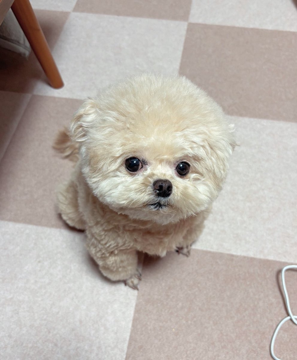 Fuwanopapa tweet picture