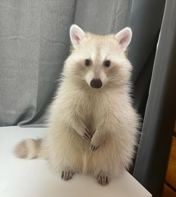 iFolf 狐 tweet media