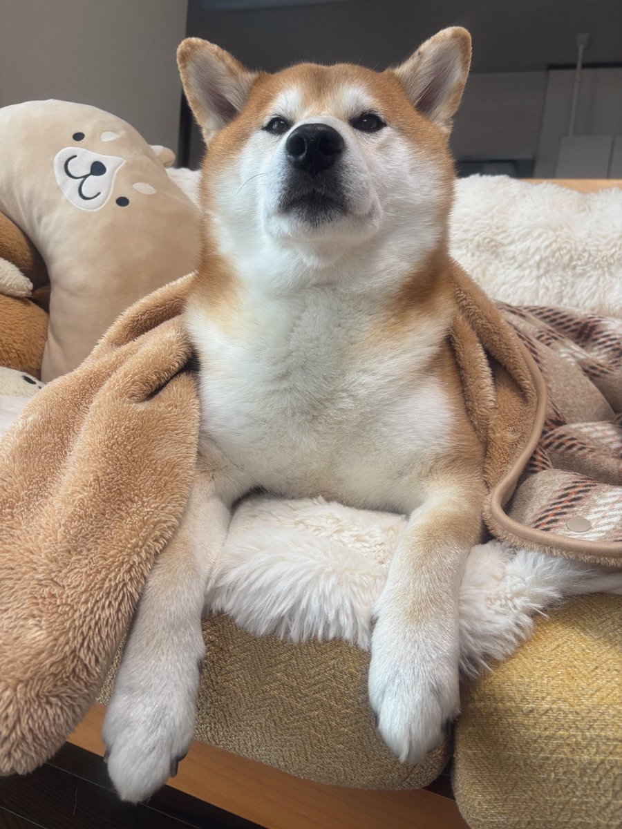 しばわんこ (@48dogchat1mame2) / Posts and Replies / X