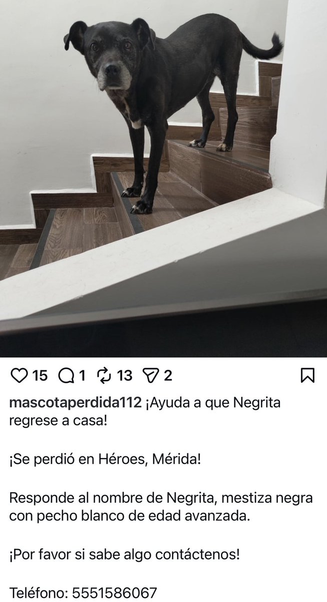 Lic perrito kpooper tweet media