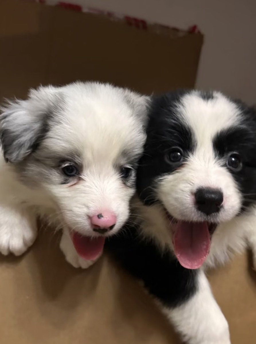 💖 (@twaniimals) on Twitter photo 