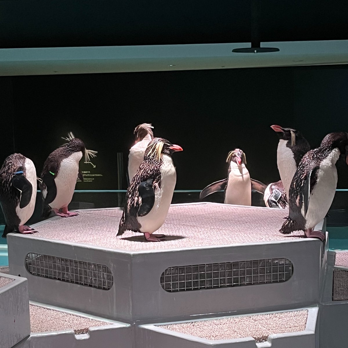 aoao様用•*¨*•.¸♬︎ AOAOグッズ紹介させてくださいね🪼やっぱり、大判バンダナとクッキー