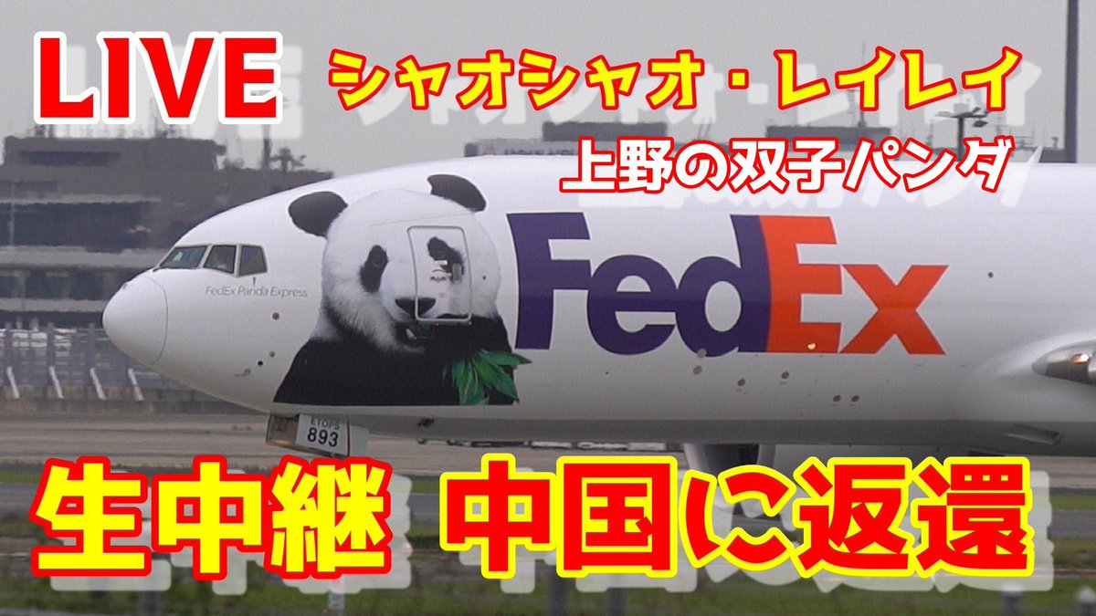 loveflightjack's tweet photo. 上野動物園の双子のパンダ🐼
本日中国へ返還
YouTubeチャンネル
Love Flight Jack 
にてお見送りしますので
緊急ライブ配信決定
シャオシャオ　レイレイ
全国のファンの皆さん現地にて
お見送りできない方は
是非ご覧くださいませ🙏 https://t.co/6STgLLHvKE
